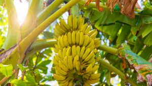 Un albero di banano alle Maldive