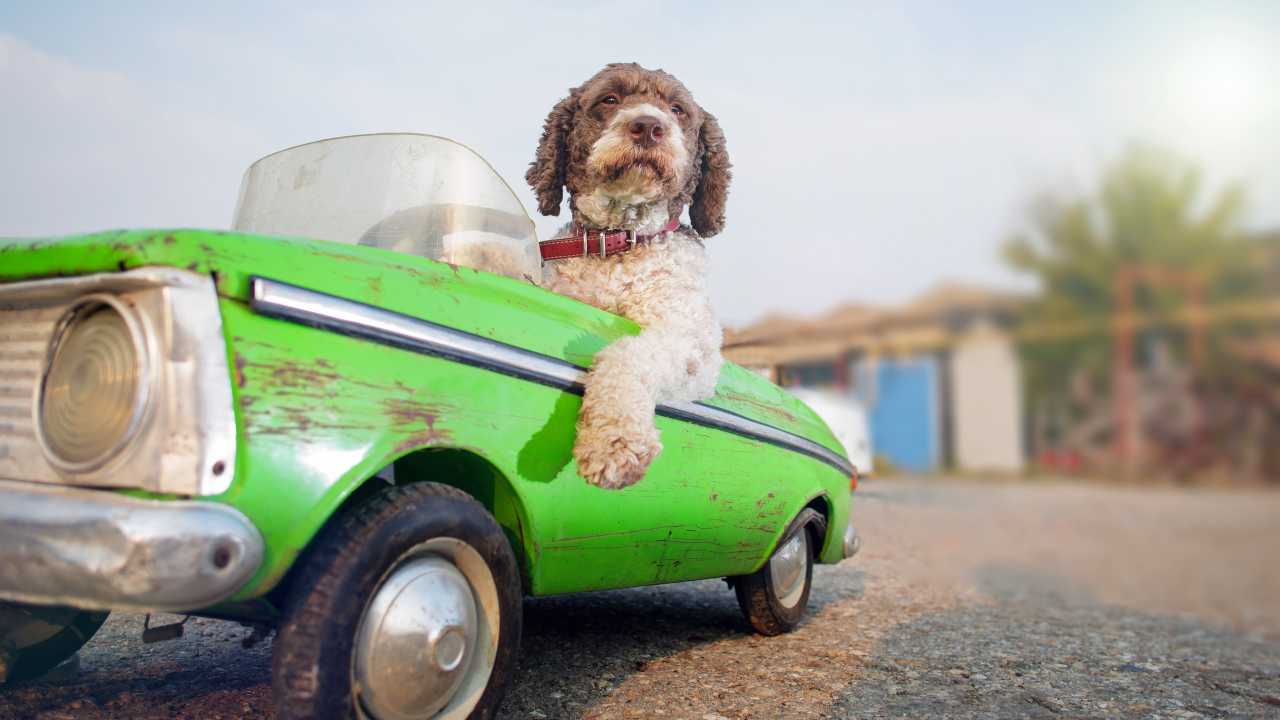 Un cane alla guida di una piccola auto