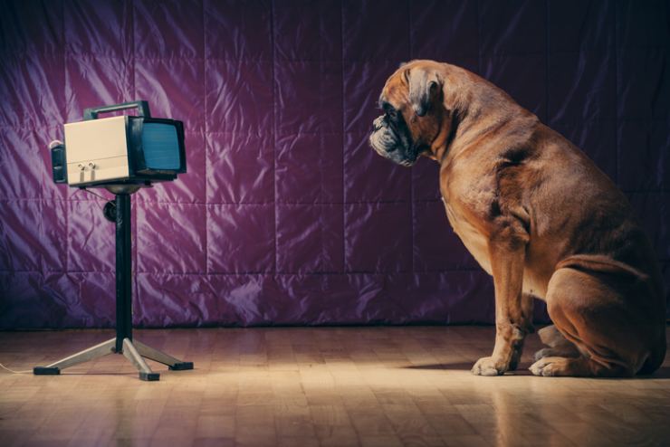 Un cane guarda una televisione da vicino