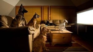 Un gruppo di cani guarda la tv