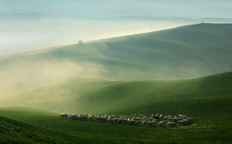 Pecore al pascolo nella nebbia