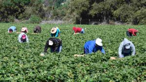 Lavoratori agricoli in California
