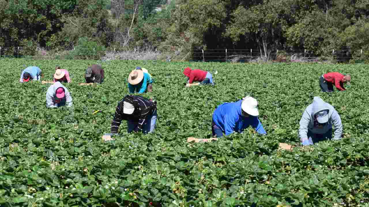 Lavoratori agricoli in California
