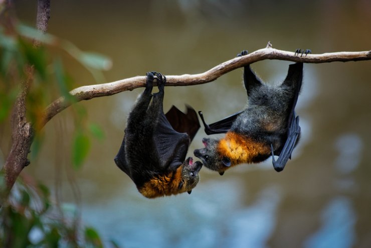 Due pipistrelli appesi ad un ramo
