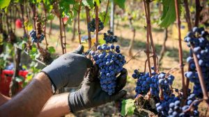 Crisi del vino, la decisione del governo francese