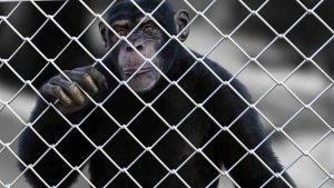 La storia dell'uomo-scimpanzè