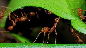 Formiche costruiscono il nido su una foglia verde