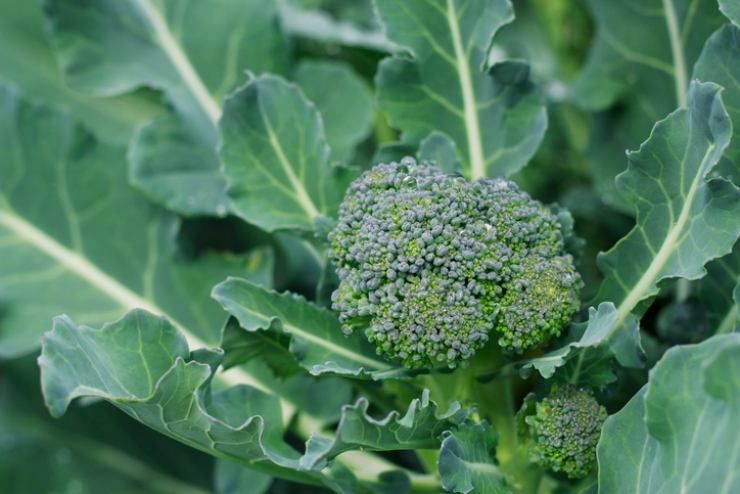 Broccoli in giardino