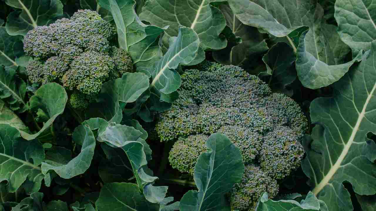 Broccoli in un orto