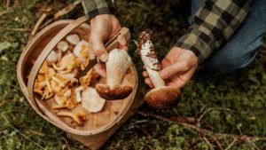 Funghi raccolti nel bosco