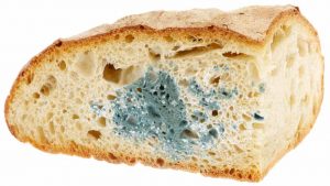 Pane coperto da muffa